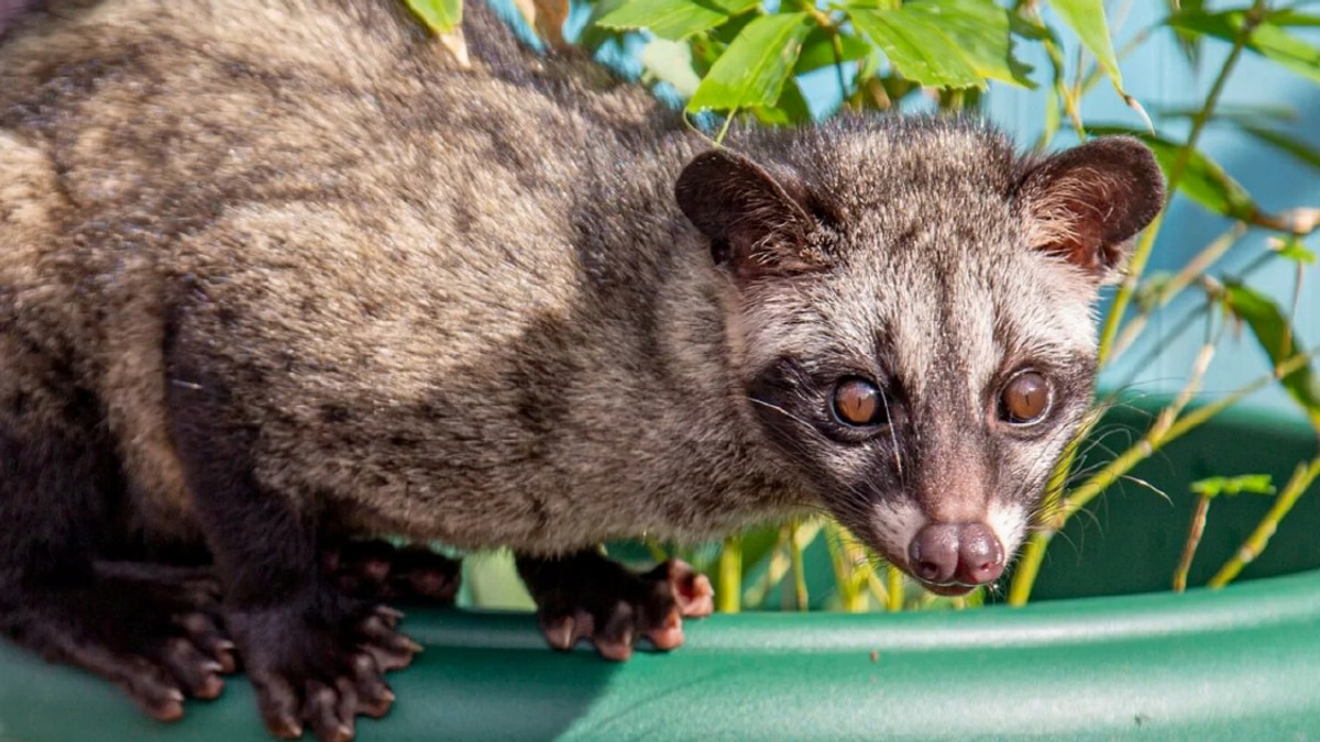 Three arrested for keeping endangered Asian palm civet cubs without permits