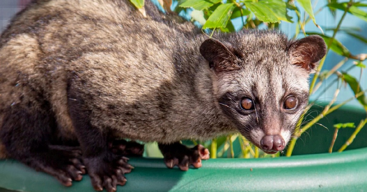 Three arrested for keeping endangered Asian palm civet cubs without permits