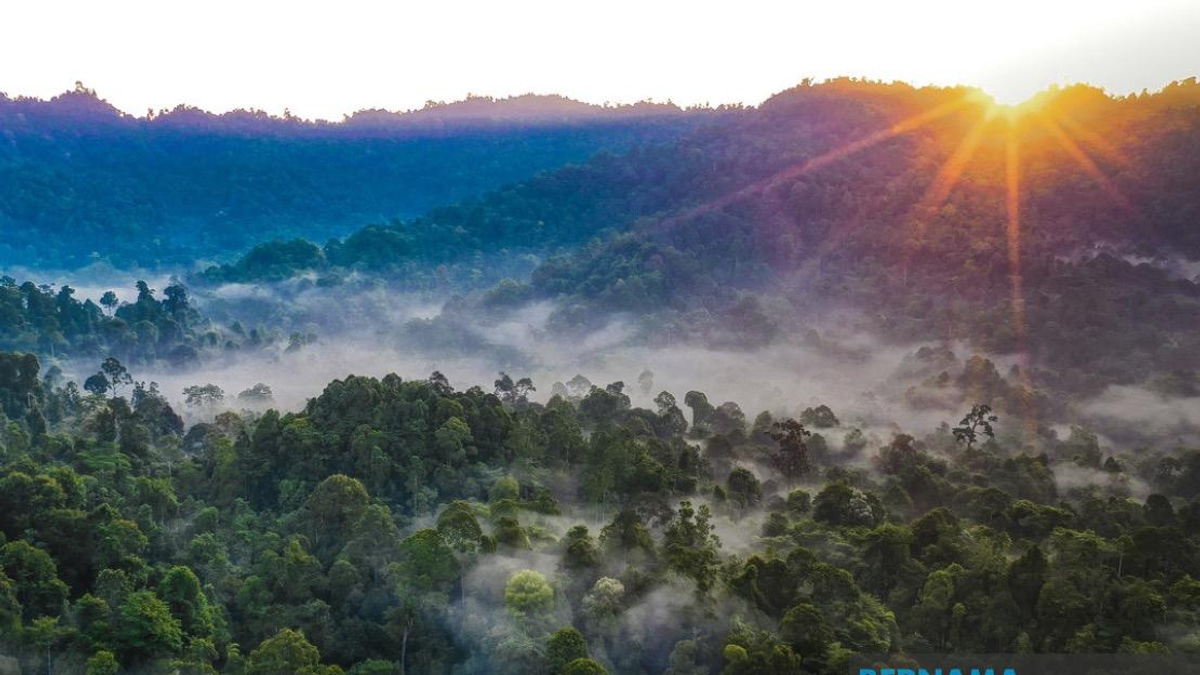 Kelantan to Replace All Degazetted Forest Reserves, State Deputy Chief Assures
