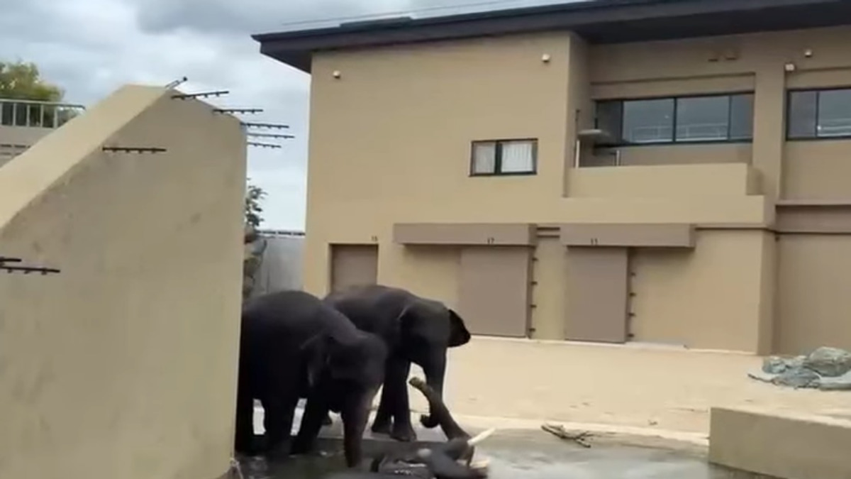 Malaysian Elephants at Japan's Tennoji Zoo Show Continued Health Improvements