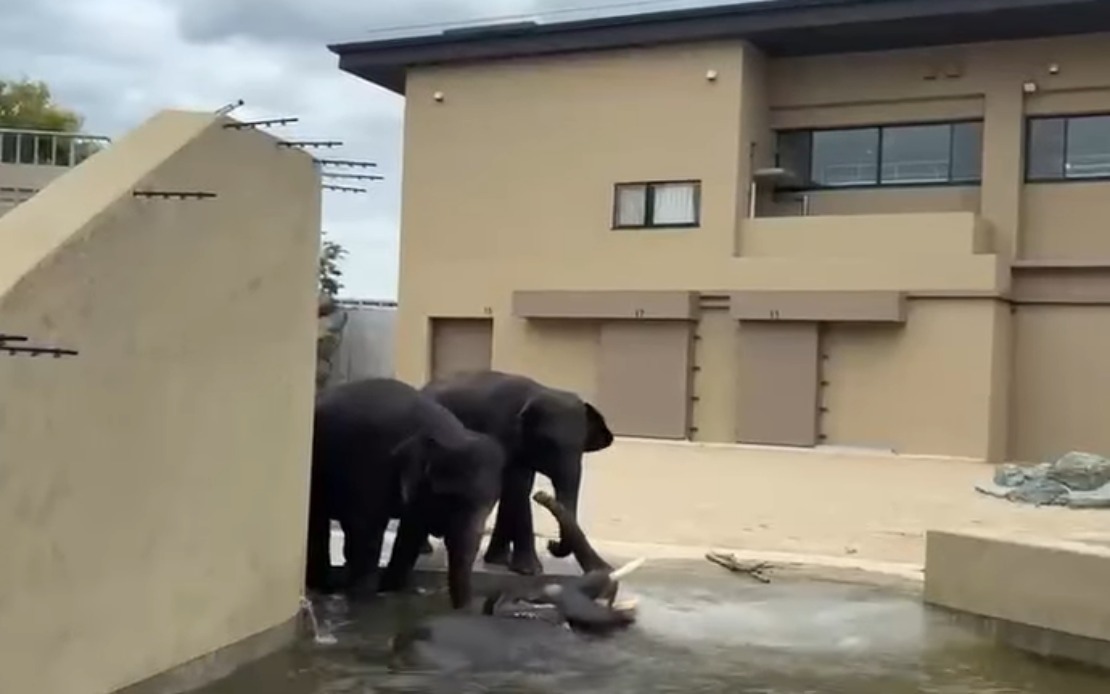 Malaysian Elephants at Japan's Tennoji Zoo Show Continued Health Improvements