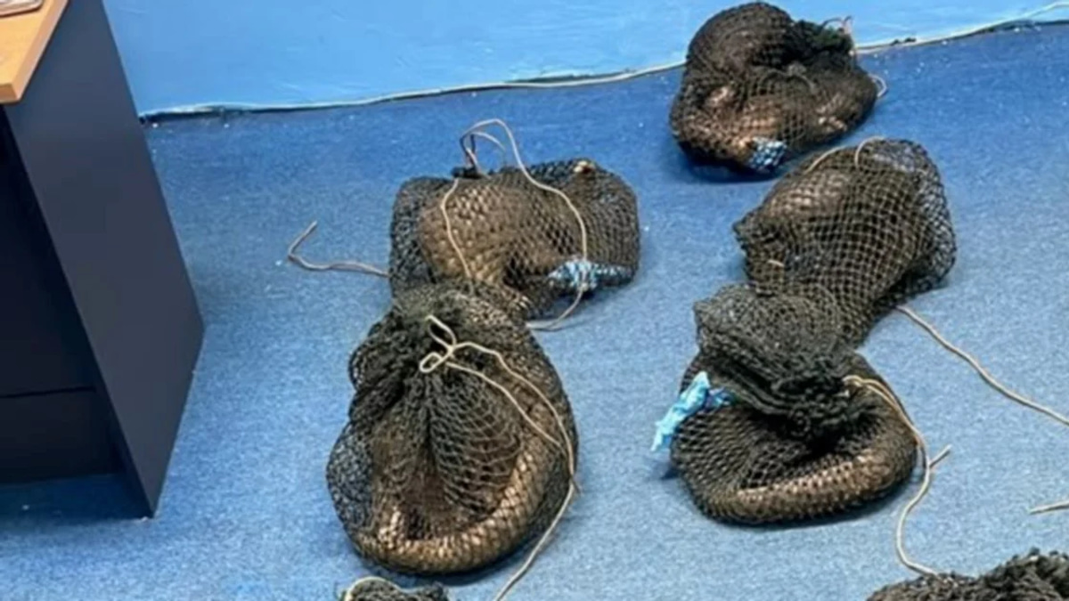 Filipino man detained with 10 live pangolins and elephant tusk in Sabah wildlife bust