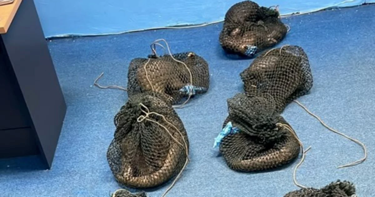 Filipino man detained with 10 live pangolins and elephant tusk in Sabah wildlife bust