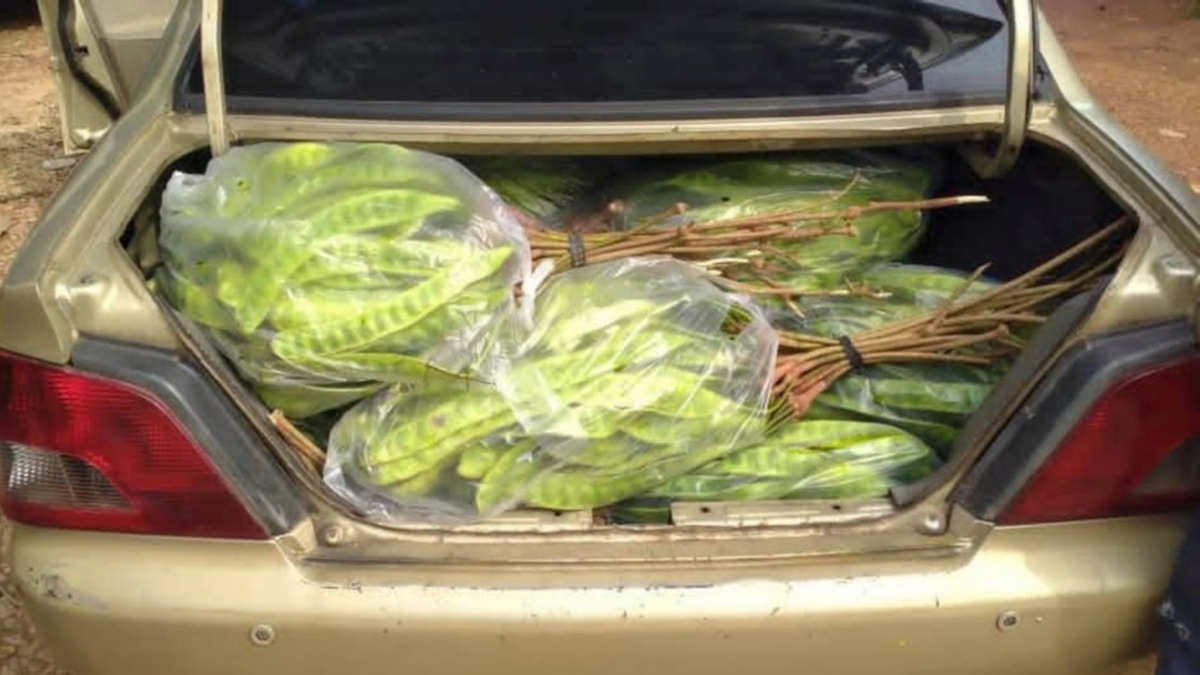 Thai National Detained for Smuggling Fresh Produce Across Kelantan Border