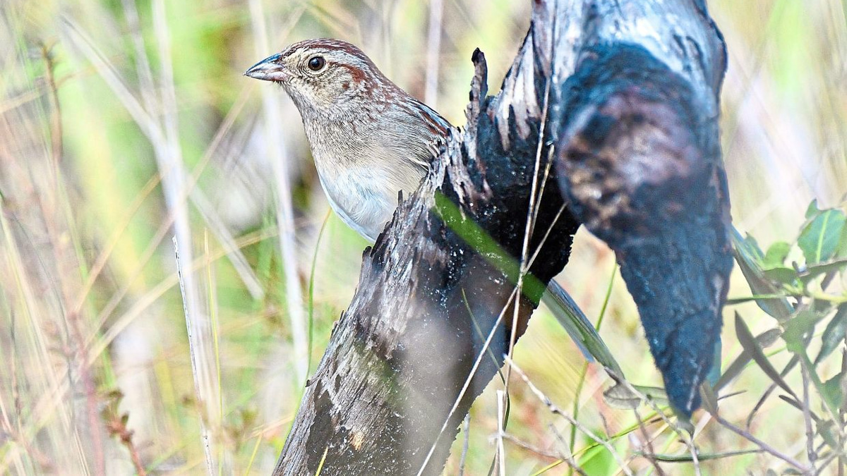How habitat shapes bird communication: Lessons from Bachman's sparrows