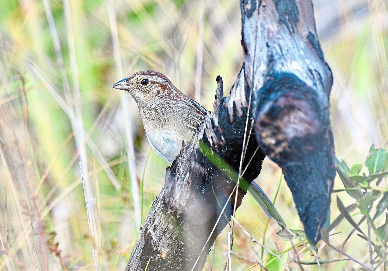 How habitat shapes bird communication: Lessons from Bachman's sparrows