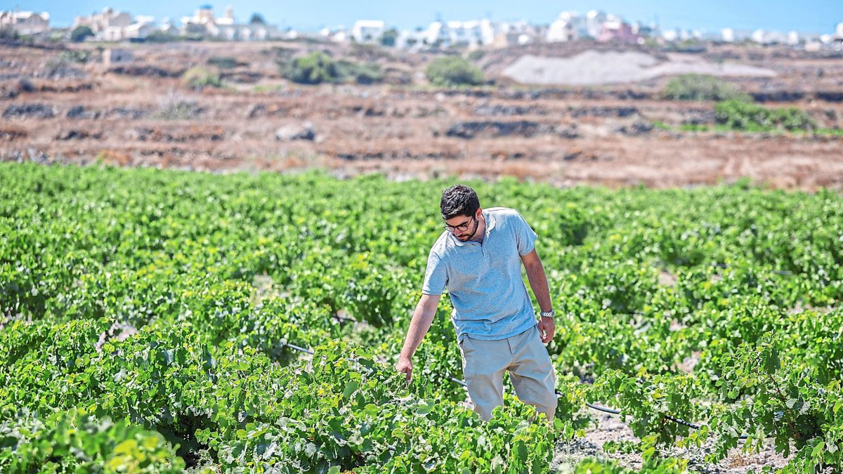 Santorini's Wine Industry Faces Climate Reckoning as Growers Scramble to Survive Heat and Drought