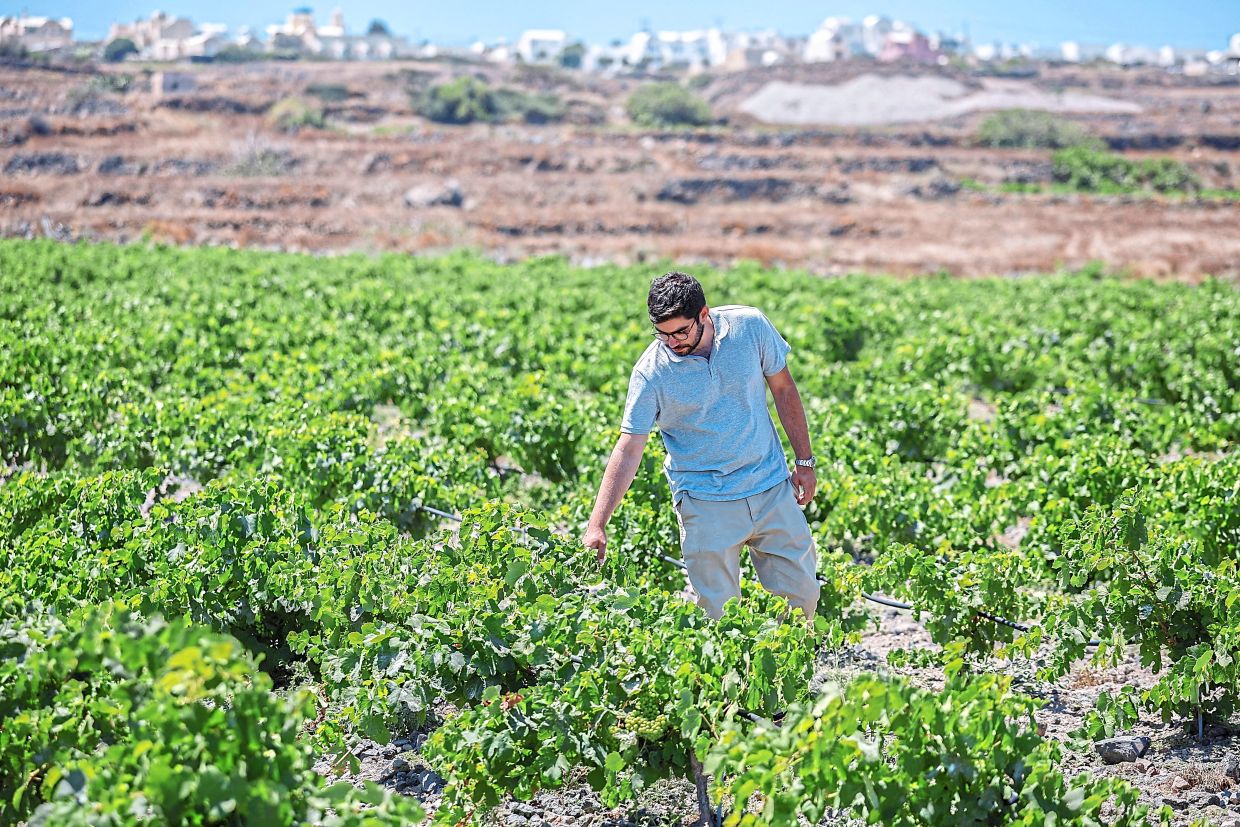 Santorini's Wine Industry Faces Climate Reckoning as Growers Scramble to Survive Heat and Drought