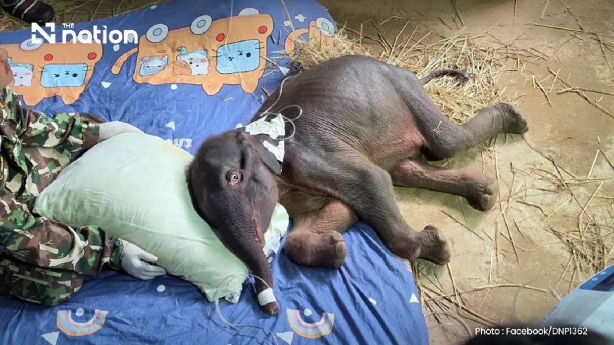 Thailand's Lost Elephant Calf Jiew Sai Yok Dies Despite Intensive Rescue Effort