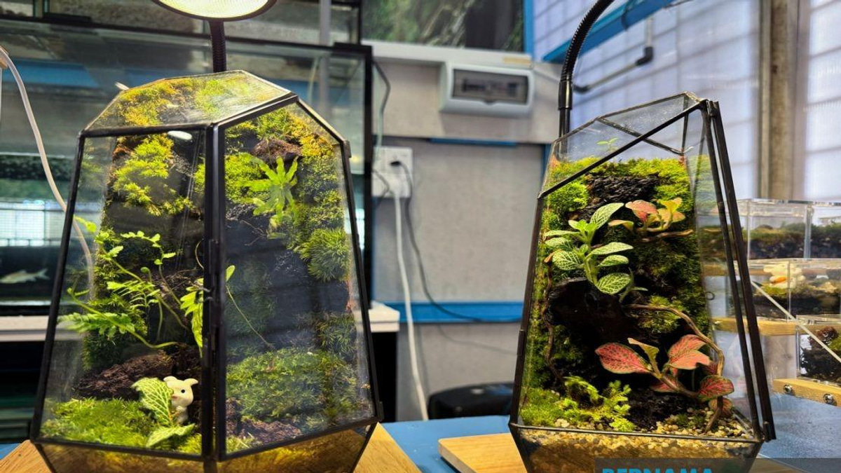 From YouTube Videos to Business: How a Jeli Polytechnic Student Turned Terrarium-Making Into a Creative Enterprise