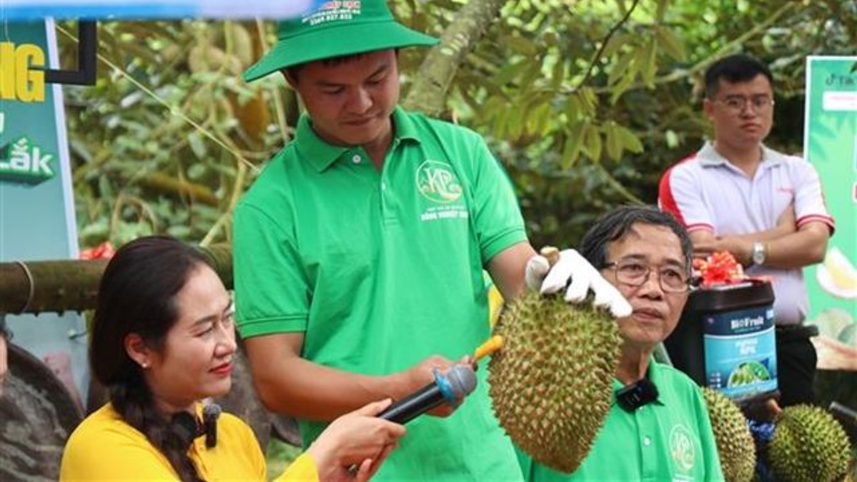 Vietnam's Durian Sector Faces Reckoning Over Certification Fraud as Exports Soar