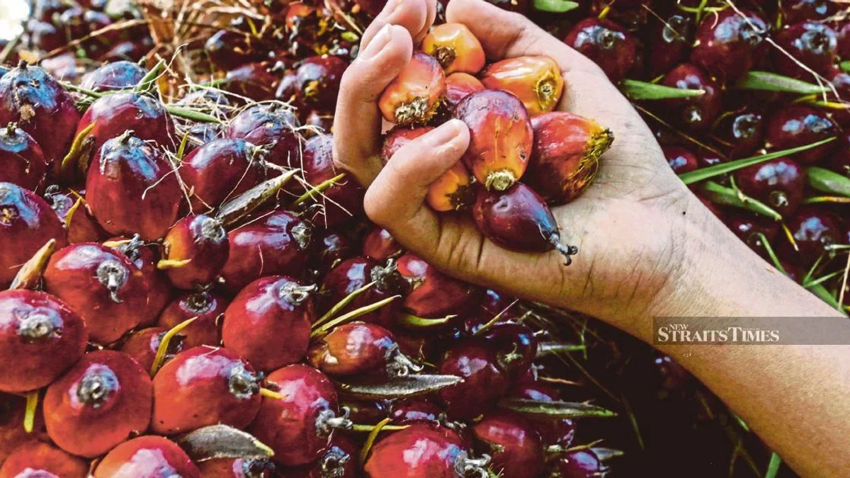 Ex-KLK Worker Denies Charges Over Palm Oil Stock Records