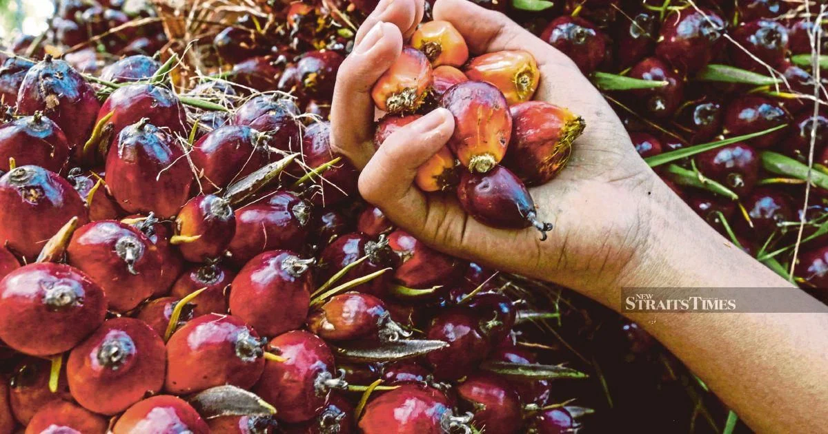 Ex-KLK Worker Denies Charges Over Palm Oil Stock Records