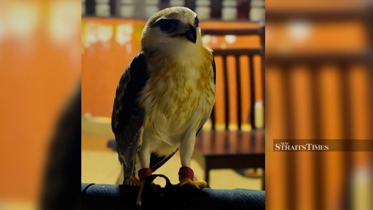 Rare Black-winged Kite Worth RM100,000 Seized in Kapar Enforcement Operation