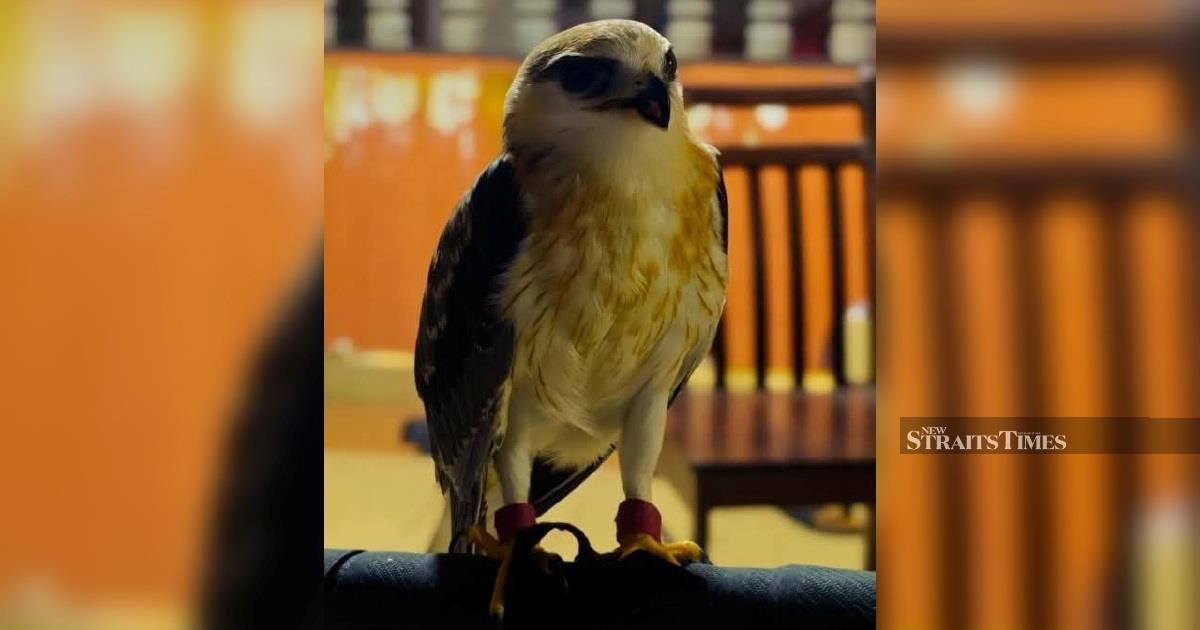 Rare Black-winged Kite Worth RM100,000 Seized in Kapar Enforcement Operation