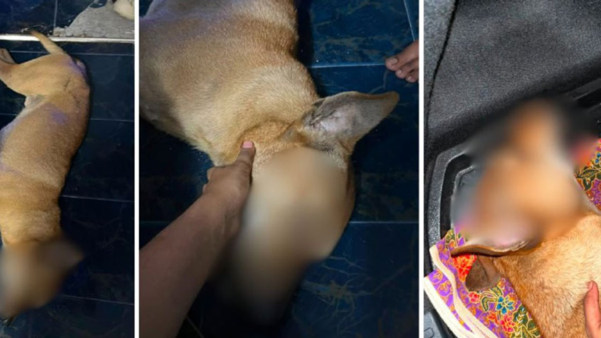 Veterinary Services launches formal probe into Rocky abuse allegations following viral video