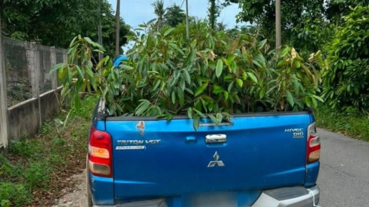 Man arrested as authorities seize 52 durian saplings smuggled from Thailand