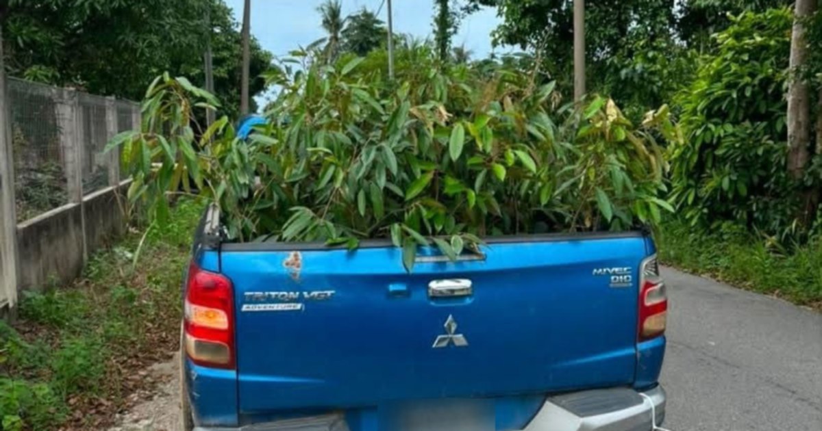 Man arrested as authorities seize 52 durian saplings smuggled from Thailand