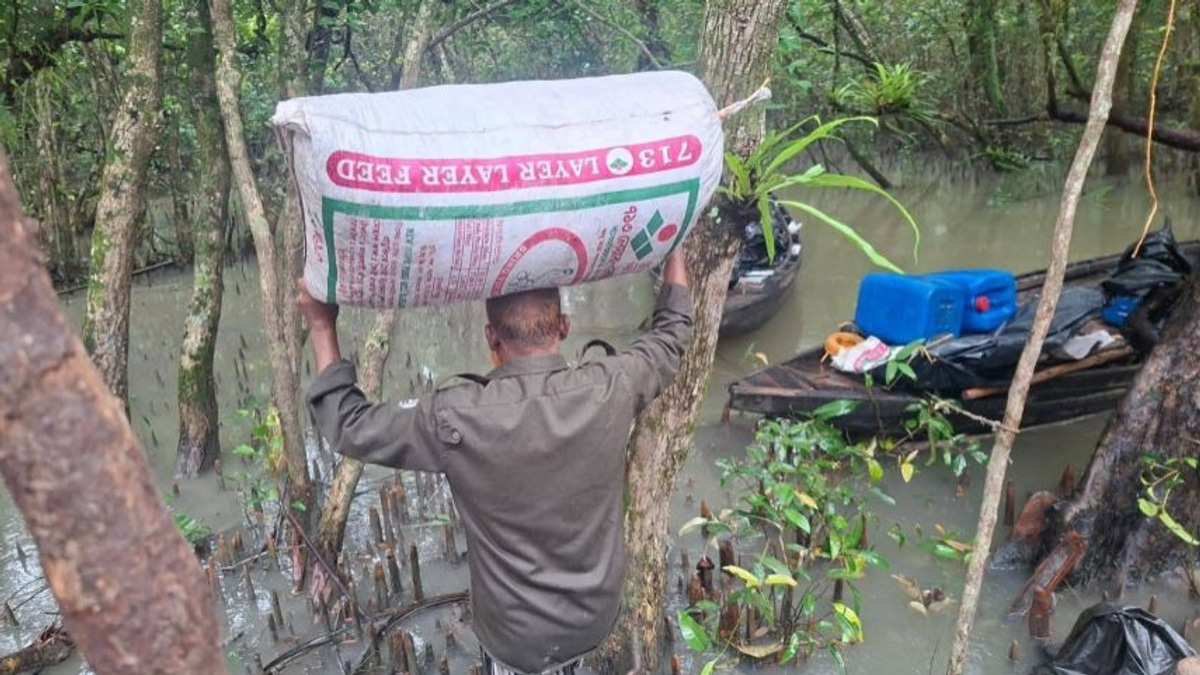 Bangladesh's Sundarbans faces mounting threat from illegal poison-laced shrimp operations