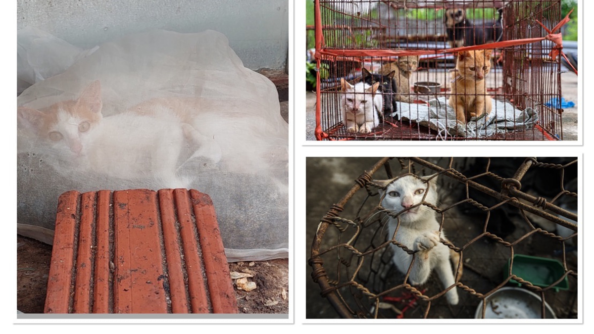 Superstition Drives Brutal Cat Meat Trade Across Southeast Asia Despite Public Opposition