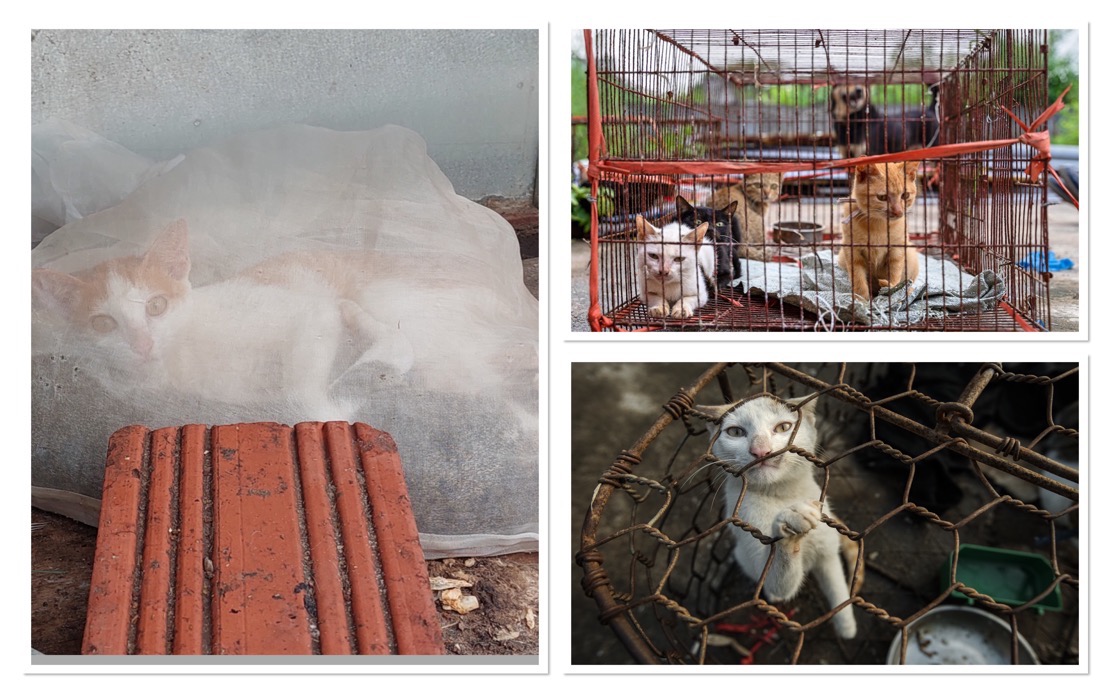 Superstition Drives Brutal Cat Meat Trade Across Southeast Asia Despite Public Opposition