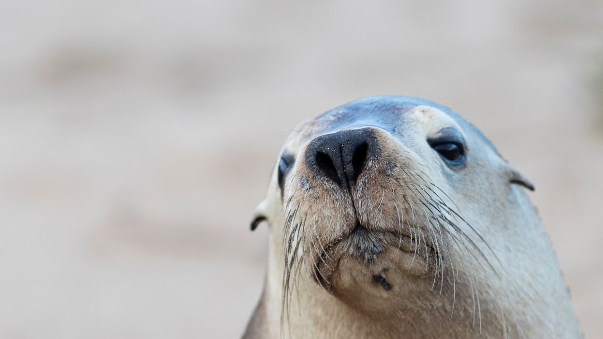H5N1 Bird Flu Poses Severe Risk to Australian Sea Lions, Experts Warn