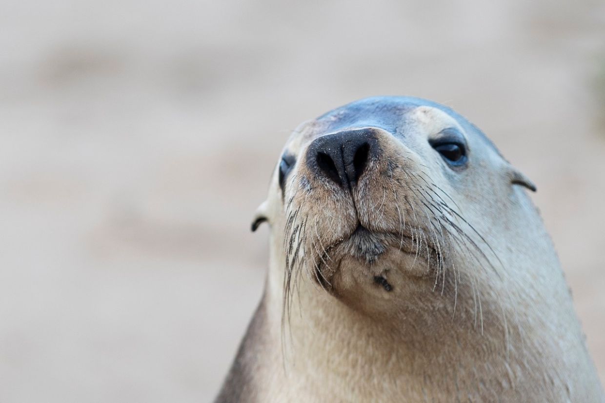 H5N1 Bird Flu Poses Severe Risk to Australian Sea Lions, Experts Warn