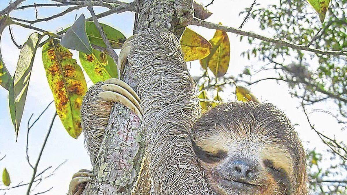 Sloth genome reveals secrets of slow ageing that could transform human medicine