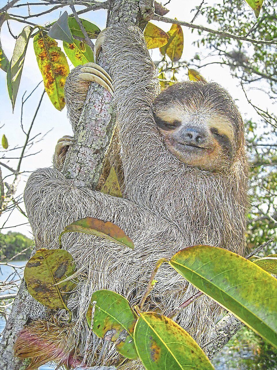 Sloth genome reveals secrets of slow ageing that could transform human medicine