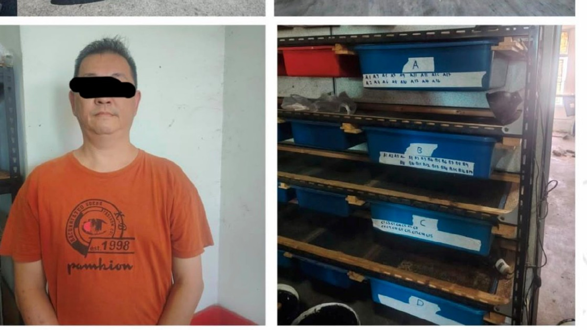 Man arrested as 89 protected turtles seized in Kedah operation