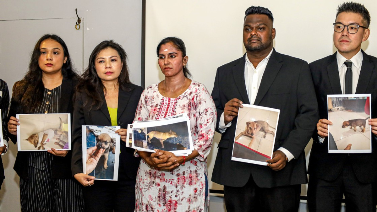 Rocky's Death Triggers Investigation Into Dog-Catching Operations in Port Klang