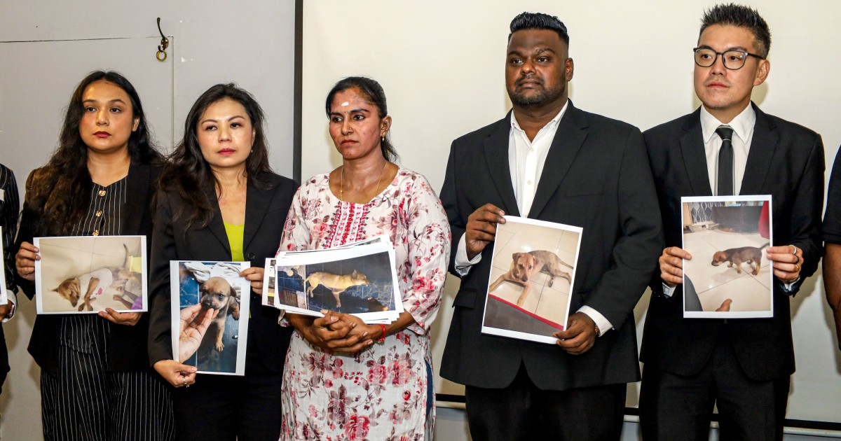 Rocky's Death Triggers Investigation Into Dog-Catching Operations in Port Klang
