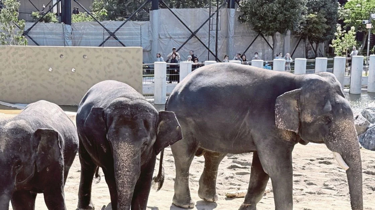 Anti-corruption probe launched into Zoo Taiping elephant transfer to Japan