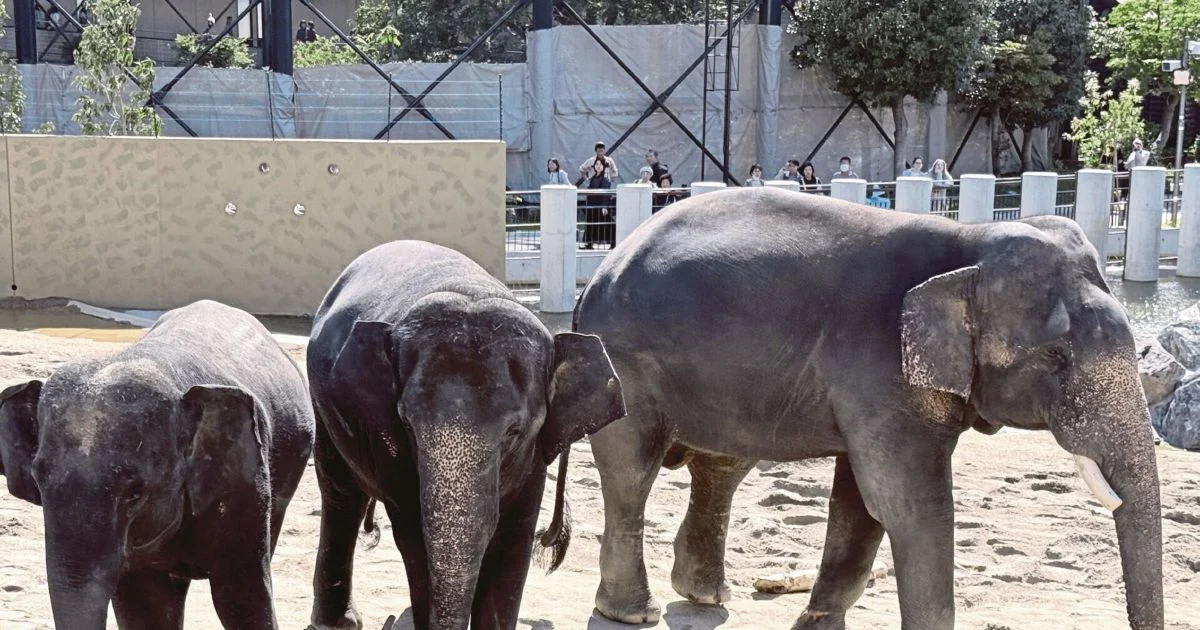 Anti-corruption probe launched into Zoo Taiping elephant transfer to Japan
