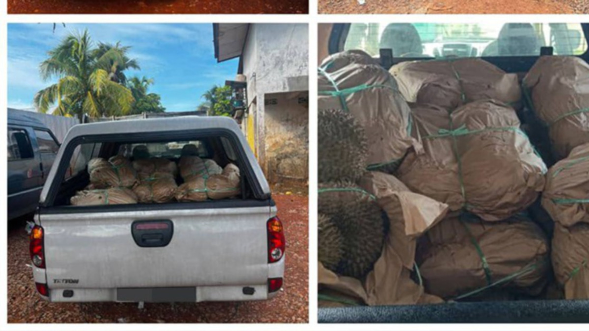 GOF Arrests Driver, Seizes RM50,000 Haul of Smuggled Durians at Kelantan Jetty