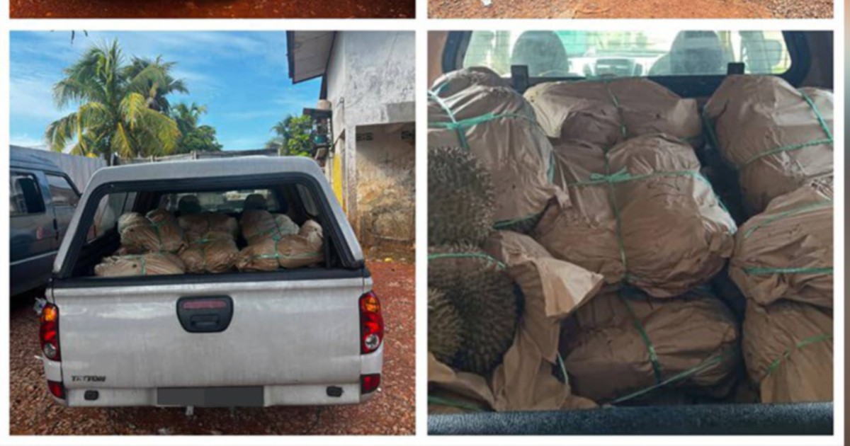GOF Arrests Driver, Seizes RM50,000 Haul of Smuggled Durians at Kelantan Jetty