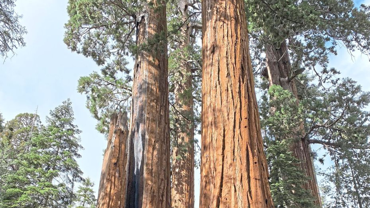 California's Giant Sequoias: A Race Against Time as Massive Restoration Effort Takes Root