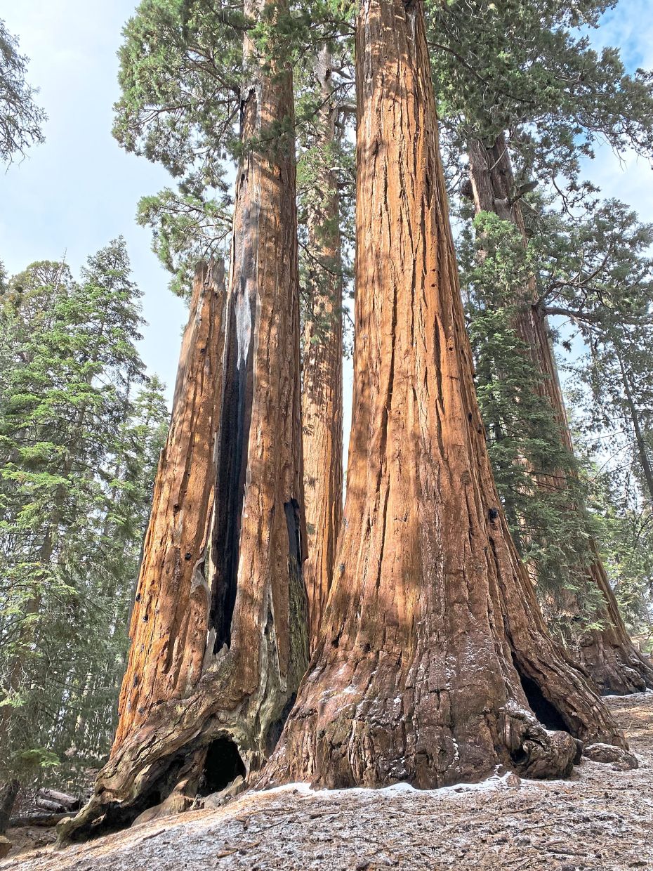 California's Giant Sequoias: A Race Against Time as Massive Restoration Effort Takes Root