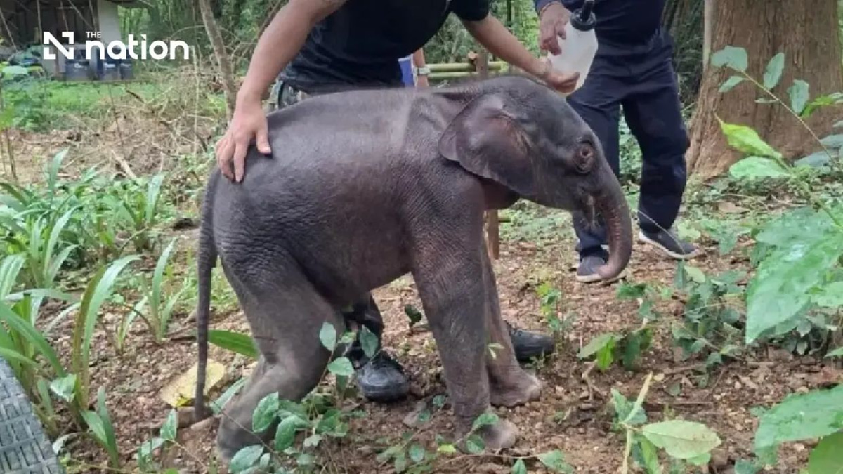 Critical rescue: Thai authorities mobilise to save orphaned elephant calf stranded in Kanchanaburi
