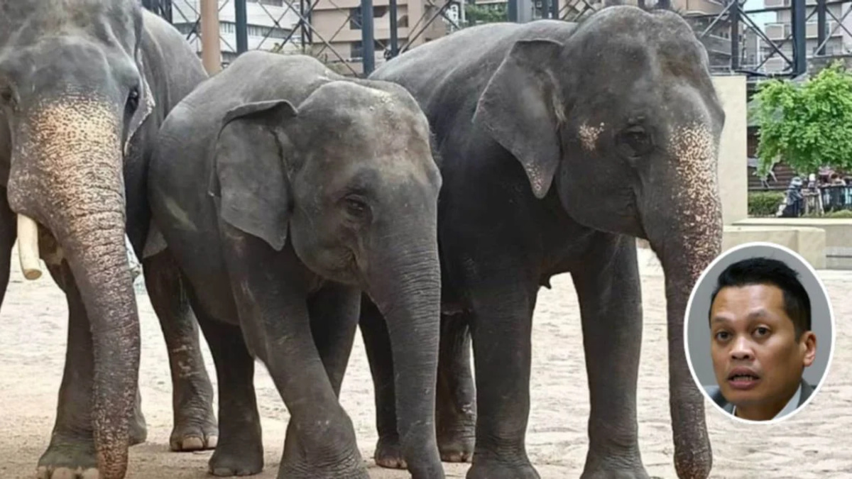 Nik Nazmi Dismisses Claims of Involvement in Elephant Transfer Controversy