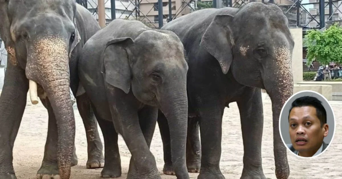 Nik Nazmi Dismisses Claims of Involvement in Elephant Transfer Controversy