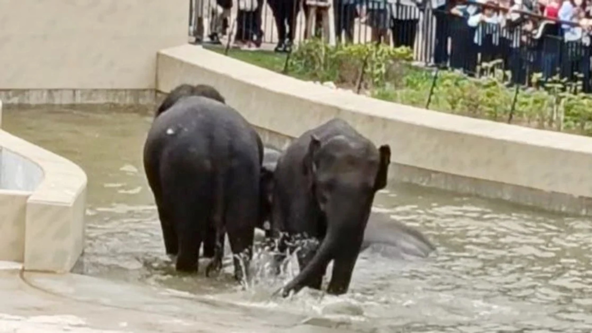 MACC Document Review Underway in Taiping Council Elephant Transfer Case