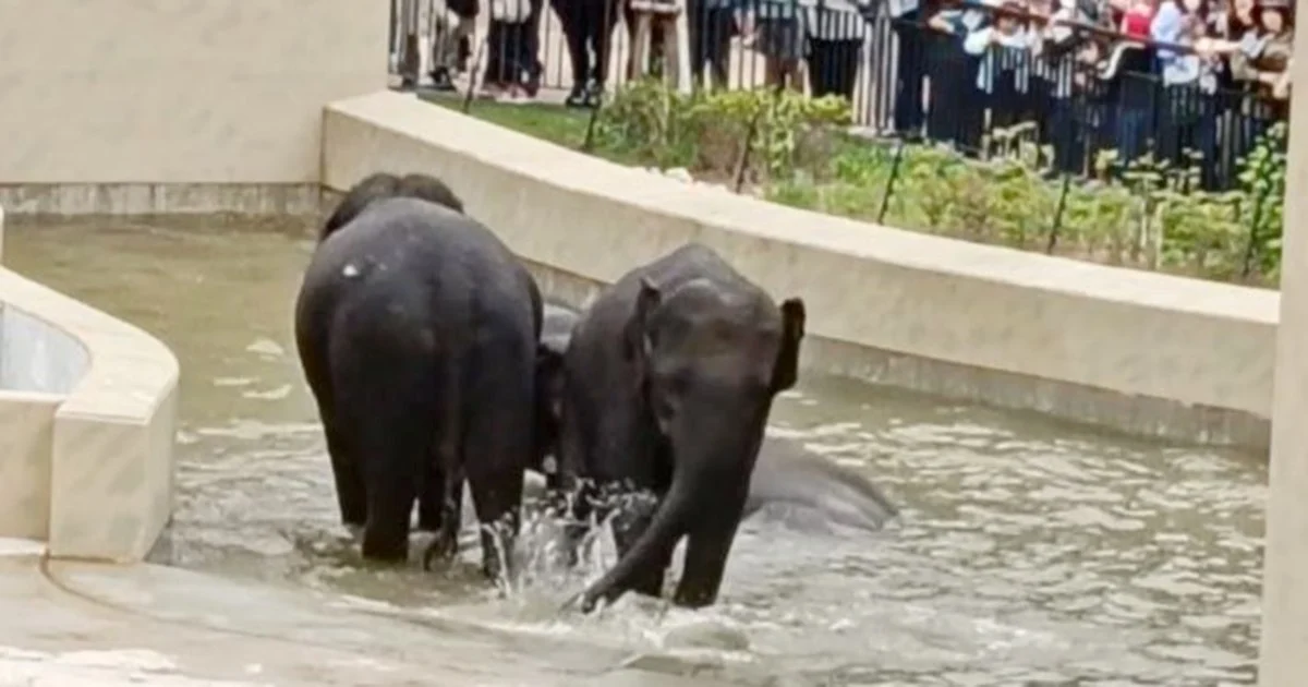 MACC Document Review Underway in Taiping Council Elephant Transfer Case