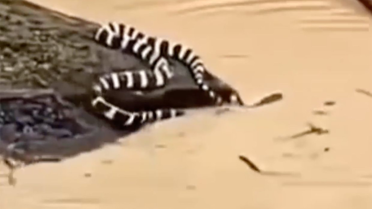 China's Devastating Floods: Nearly 900 Snakes Flee Farm as Historic Rainfall and Rare Tornadoes Sweep Nation