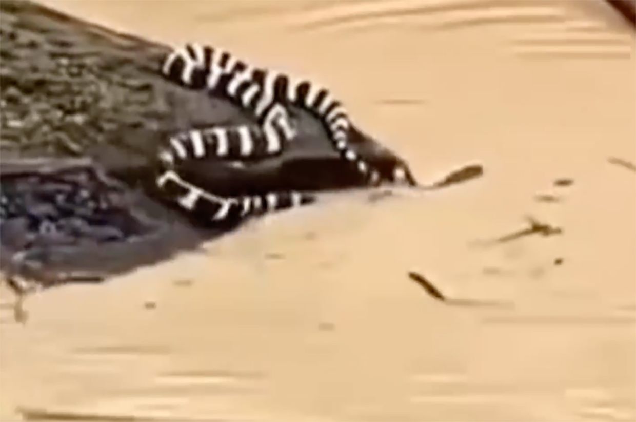 China's Devastating Floods: Nearly 900 Snakes Flee Farm as Historic Rainfall and Rare Tornadoes Sweep Nation