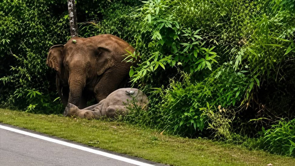 Mother Elephant's Seven-Hour Vigil Renews Calls for Wildlife Corridors After Mersing Tragedy