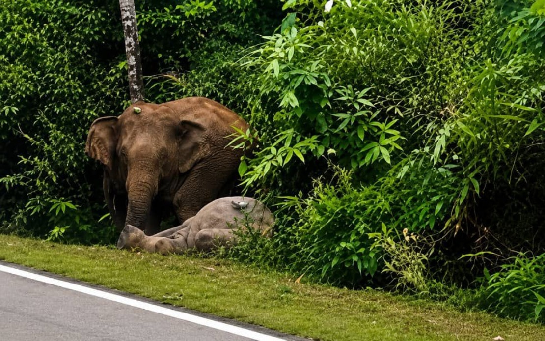 Mother Elephant's Seven-Hour Vigil Renews Calls for Wildlife Corridors After Mersing Tragedy