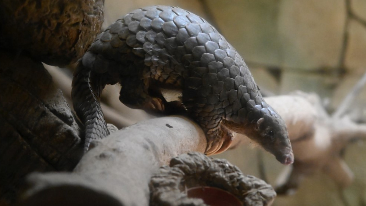Indonesia arrests suspected pangolin trafficker as crackdown targets international smuggling networks