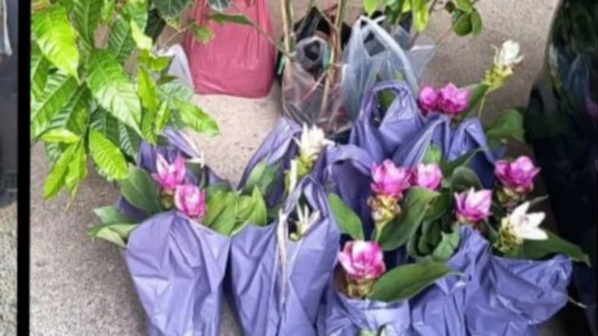 Two Elderly Women Detained for Smuggling Thai Plant Seedlings Through Kelantan Jetty