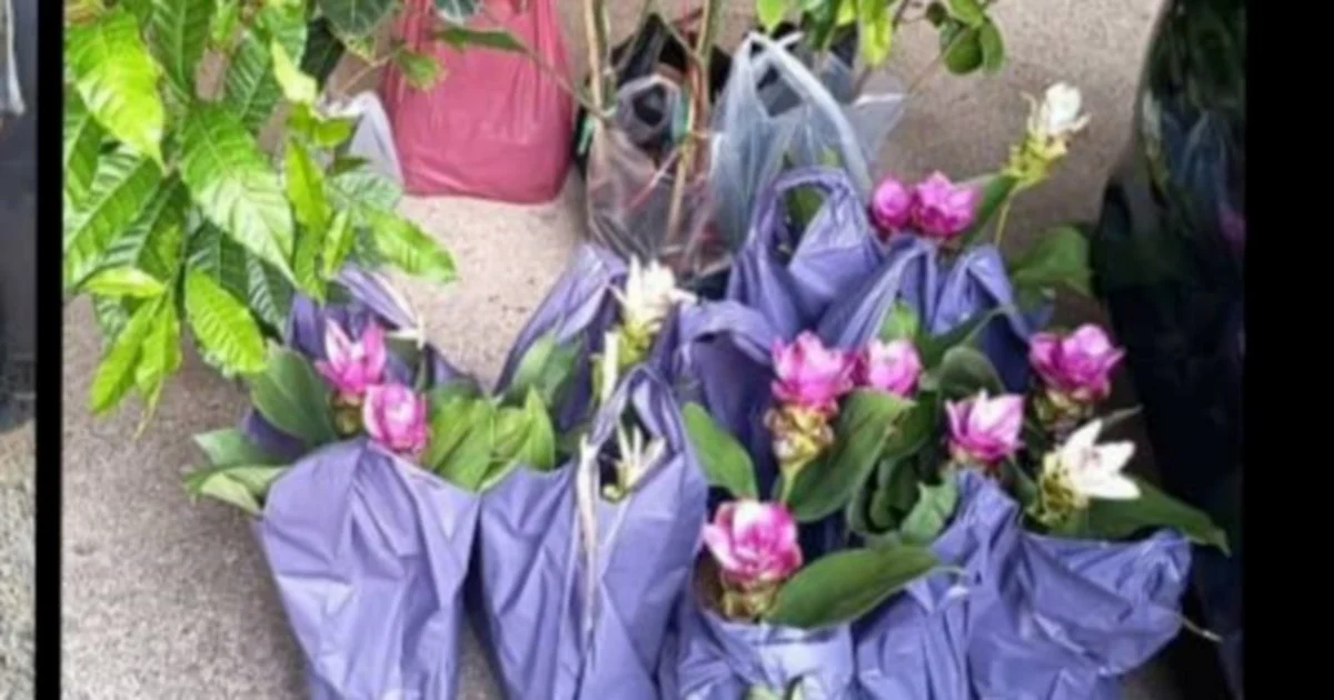 Two Elderly Women Detained for Smuggling Thai Plant Seedlings Through Kelantan Jetty